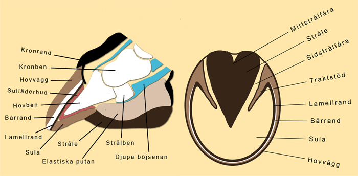 Hovens uppbyggnad